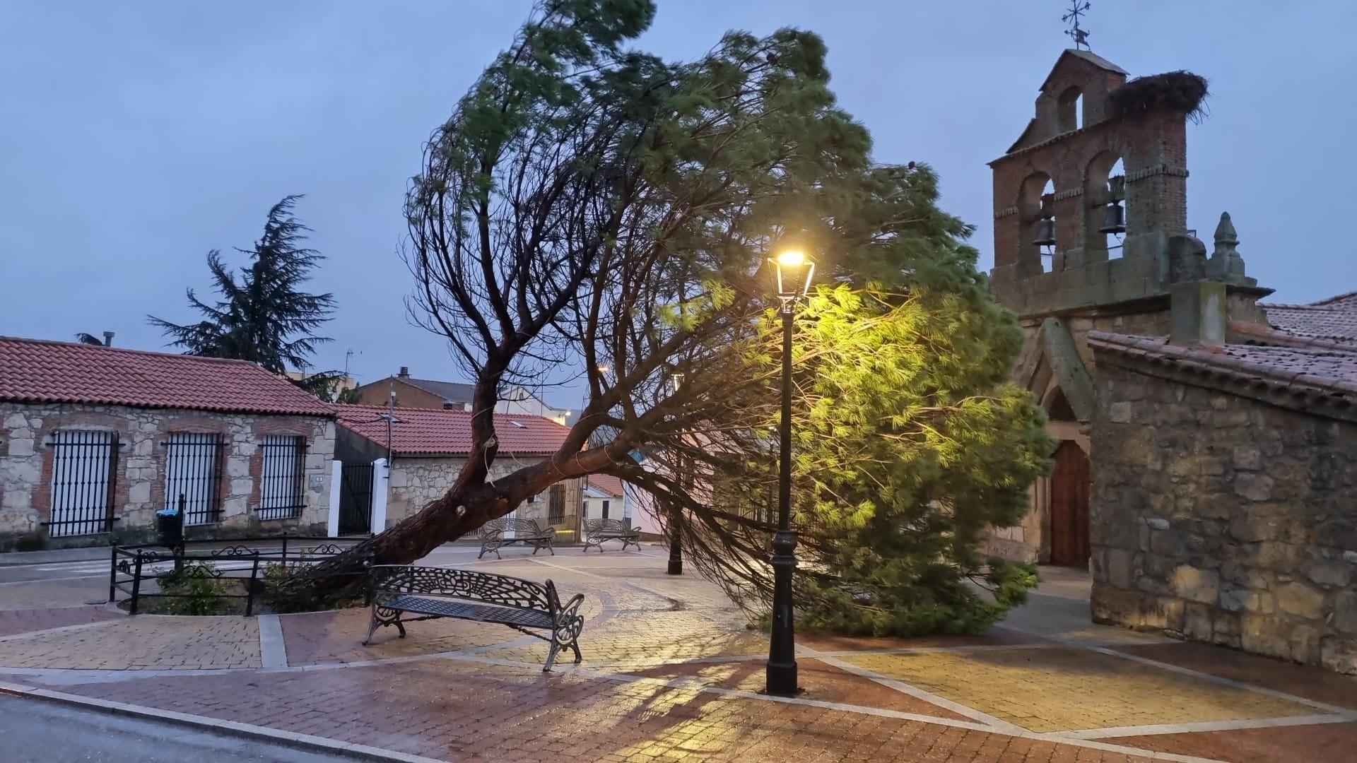 El Viento Derriba El Pino Frente A La Iglesia De Pino De Tormes La